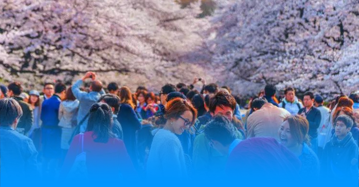 Cherry Blossom Festival