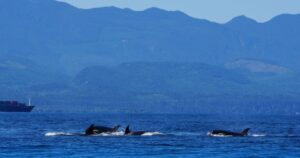 Whale Watching From San Juan Islands